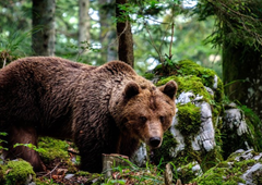 Kljub nasprotovanju dela javnosti v Sloveniji letos odstreljenih 230 rjavih medvedov