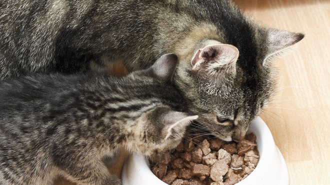 Najnovejša raziskava pravi, da večina lastnikov povsem napačno hrani svoje mačke (foto: Profimedia)