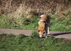 Pazite na pse: po travniku nekdo nastavlja hrenovke, ki skrivajo ostre trnke