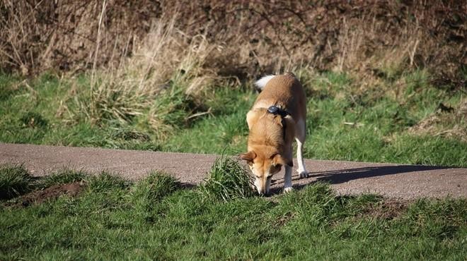 Pazite na pse: po travniku nekdo nastavlja hrenovke, ki skrivajo ostre trnke (foto: Profimedia)
