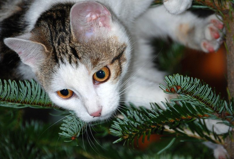 Na drevesu se vse sveti in blešči, visoko je in za mačko se zdi idealno igrišče.
