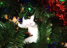 Veterinarji priporočajo, da mačke ne podite stran od božičnega drevesca, pač pa …