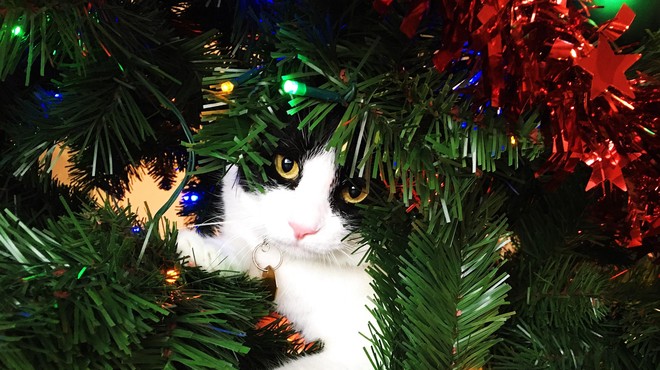 Veterinarji priporočajo, da mačke ne podite stran od božičnega drevesca, pač pa … (foto: Profimedia)