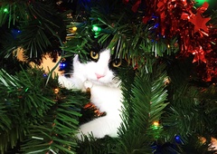 Veterinarji priporočajo, da mačke ne podite stran od božičnega drevesca, pač pa …