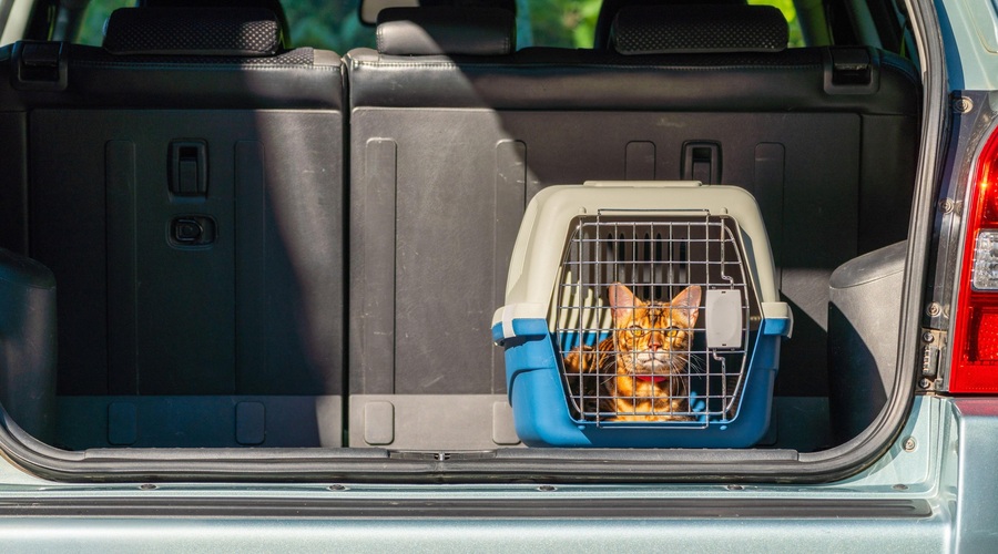 Nasvet veterinarja: namesto trendovskih boksov za prevažanje mačk izberite raje … (foto: Profimedia)