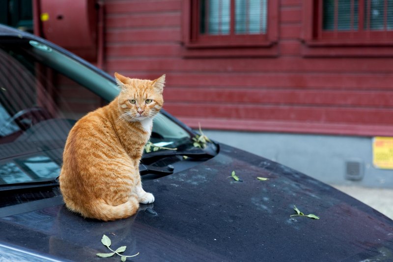 Mačke so običajne raje na avtu ali povsod okoli njega, samo ne v njem.