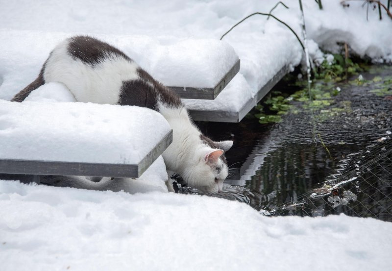 Veliko prostoživečih mačk zime ne preživi.