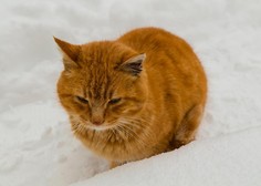 Kako prostoživečim mačkam pomagati, da ne zmrznejo in da preživijo zimo?