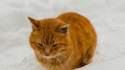 Kako prostoživečim mačkam pomagati, da ne zmrznejo in da preživijo zimo?