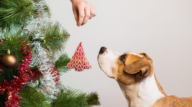 Pozor: božični okraski, ki so za psa lahko usodni (in zelo verjetno visijo tudi na vaši smreki) (foto: Profimedia)