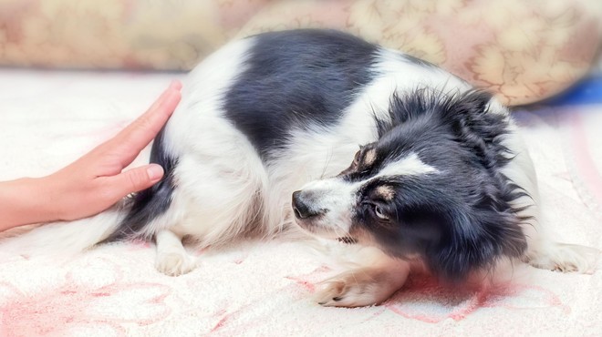 Pred vsaj eno tretjino psov sta dva težka dneva: tako jim lahko olajšate stres (foto: Profimedia)