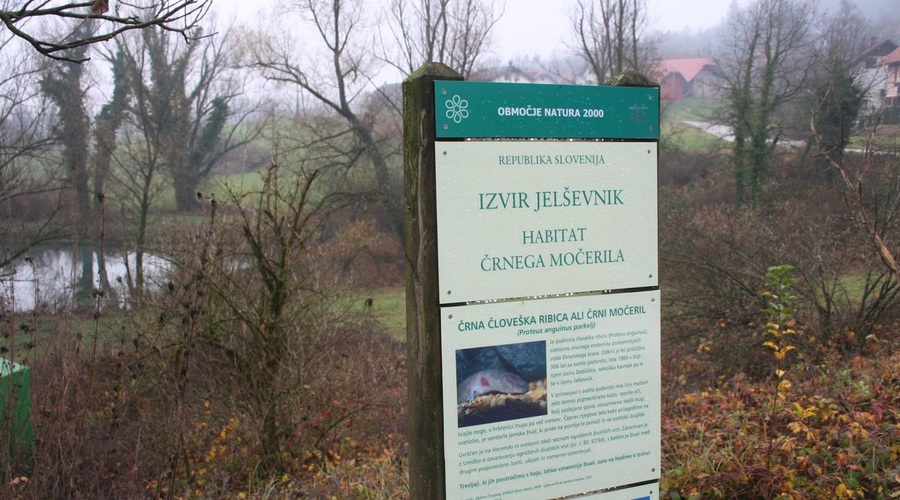 Nepričakovano odkritje v Beli krajini, ki je zmedlo znanstvenike (foto: M.P.)