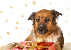 Postanite Božiček smrčku iz zavetišča: Don si želi posladka, Viva igračke, Luna pa …