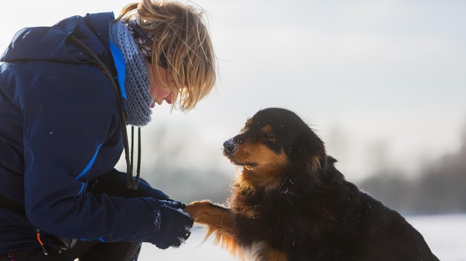 Pasje šapice so pozimi zelo ogrožene – kako poskrbeti zanje? (foto: Profimedia)