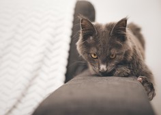 Tudi mačke lahko muči ločitvena tesnoba (prepoznajte očitne znake)