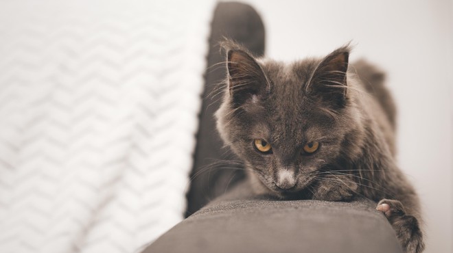 Tudi mačke lahko muči ločitvena tesnoba (prepoznajte očitne znake) (foto: Profimedia)