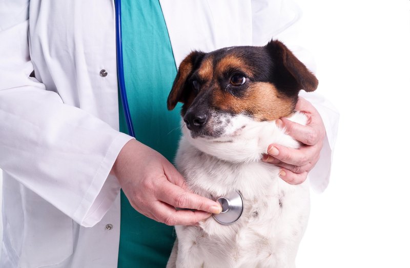 Psi iz dvoriščne vzreje se soočajo s številnimi zdravstvenimi težavami.