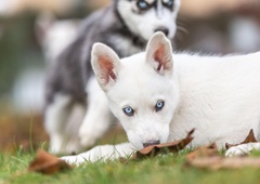'Poceni' pes dvoriščne vzreje je vse prej kot to: "Prosim, razmislite, preden se odločite za napačne nakupe"