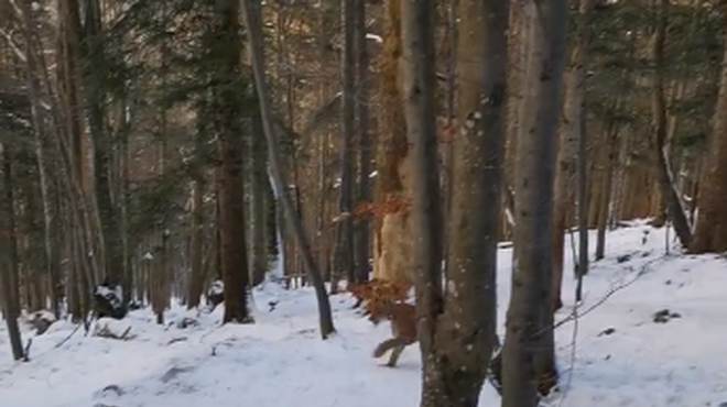 So v okolici Snežnika res ujeli to neverjetno redko vrsto plenilca? (VIDEO) (foto: Facebook/LIFE Lynx/posnetek zaslona)