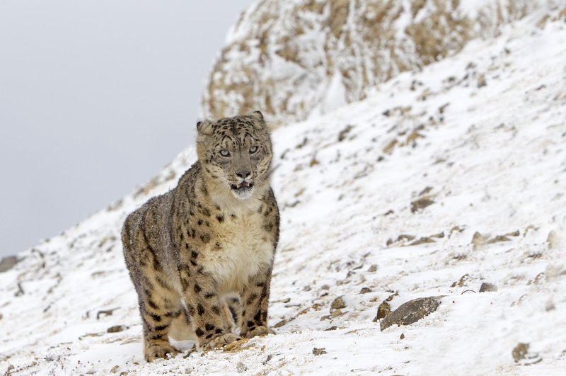 Snežni leopard spada med zelo ogrožene vrste.