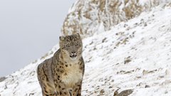Indija, živali leopard snežni leopard ogrožena vrsta