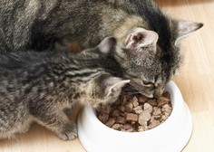 Iz prodaje umaknili mačjo hrano – z njo ne hranite mačke!