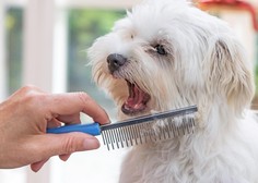 Pes ima neprijeten zadah – kaj storiti? (Nasveti, ki delujejo)