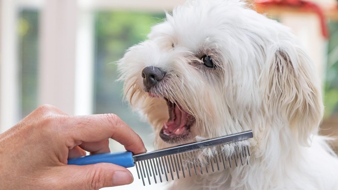 Pes ima neprijeten zadah – kaj storiti? (Nasveti, ki delujejo) (foto: Profimedia)