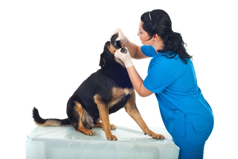 Se za neprijetnim zadahom vašega psa skriva slaba ustna higiena?
