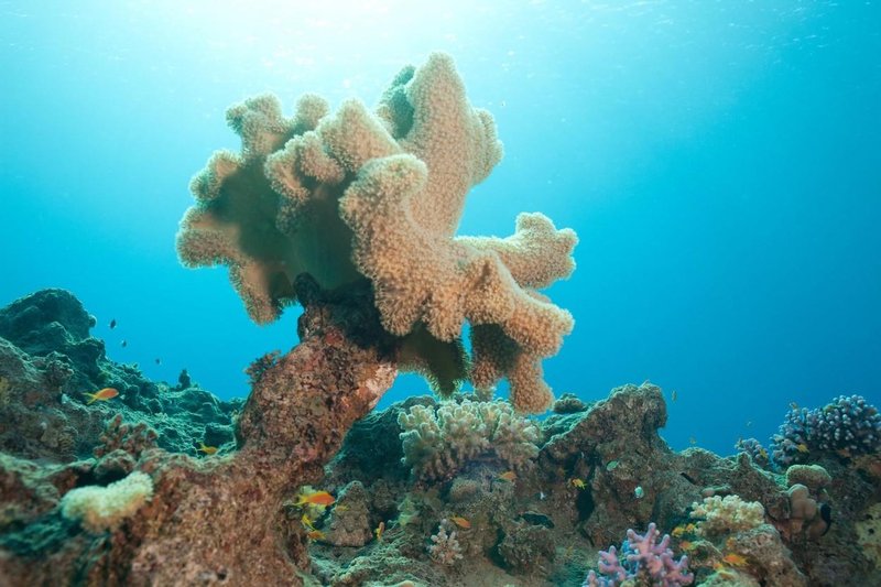 Korale spadajo med ogrožene živalske vrste.