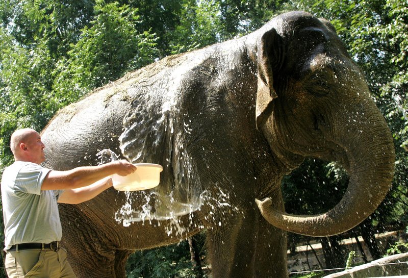 Ko je Ganga prišla v ljubljanski živalski vrt, so jo skušali zbližati z indijsko slonico Indo in afriško slonico Tembo, a se združevanje ni obneslo, raje ima oskrbnike.
