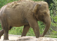 Je to najbolj samotarska slonica? Razkrivamo, zakaj samica v ljubljanskem živalskem vrtu ne mara družbe