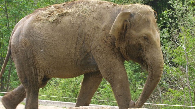 Je to najbolj samotarska slonica? Razkrivamo, zakaj samica v ljubljanskem živalskem vrtu ne mara družbe (foto: Tina Kosec/Bobo)