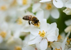 Dan, ko je svet jasno povedal, kako pomembne so čebele (in to na pobudo in prizadevanje Slovenije)