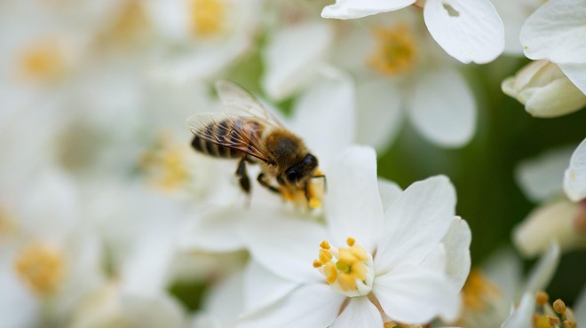 Dan, ko je svet jasno povedal, kako pomembne so čebele (in to na pobudo in prizadevanje Slovenije) (foto: Profimedia)