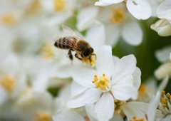 Dan, ko je svet jasno povedal, kako pomembne so čebele (in to na pobudo in prizadevanje Slovenije)