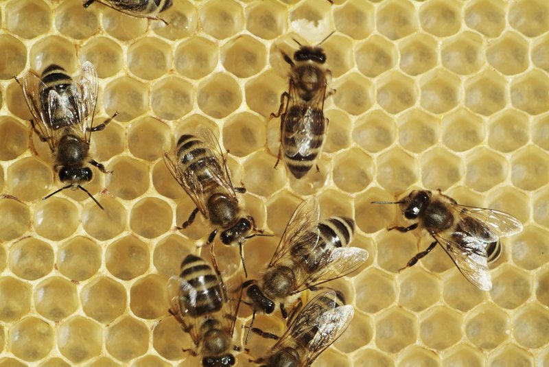 'Kriza opraševanja' je termin, ki se nanaša na zmanjševanje čebel in drugih opraševalcev,
