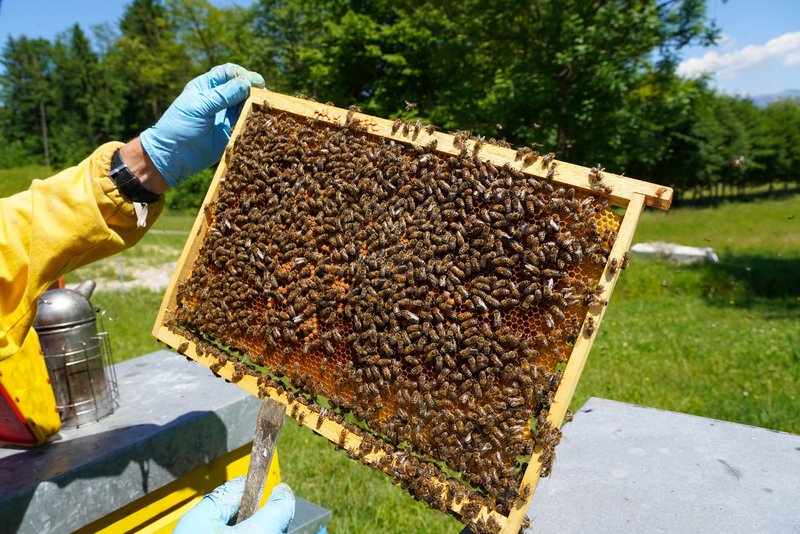 Slovenci smo bili od nekdaj narod čebelarstva.