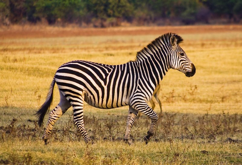 Vsaka zebra ima svoj vzorec črt.
