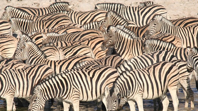 Ali veste, zakaj so zebre črtaste? (foto: Profimedia)