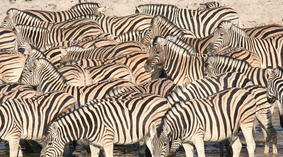 Ali veste, zakaj so zebre črtaste? (foto: Profimedia)