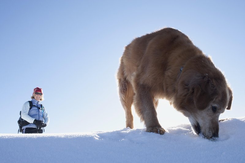 Igro psa v snegu morate vedno nadzorovati.