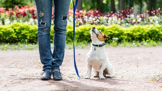 Je treba prevzgojiti psa – ali njegovega lastnika? (Strokovnjaki opažajo zanimiv vzorec) (foto: Profimedia)