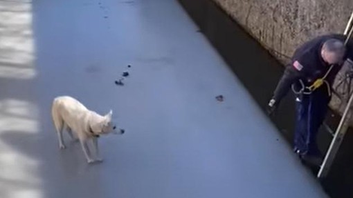 Srčni gasilec življenje rešil psički, ki je obtičala na tankem ledu (poglejte ta posnetek)