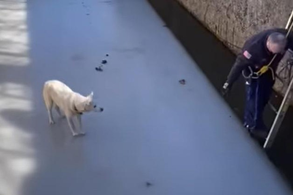 Srčni gasilec življenje rešil psički, ki je obtičala na tankem ledu (poglejte ta posnetek) (foto: Youtube/posnetek zaslona)