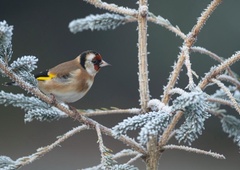 Začetek koledarske zime bodo zaznamovale nizke temperature