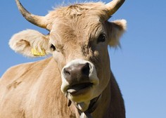 Odvzem goveda: veterinarko izločili iz inšpekcijskega postopka