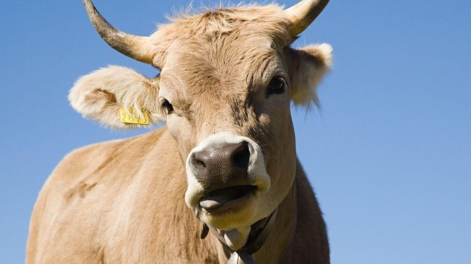 Odvzem goveda: veterinarko izločili iz inšpekcijskega postopka (foto: Profimedia)