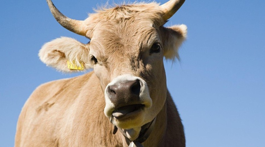 Odvzem goveda: veterinarko izločili iz inšpekcijskega postopka (foto: Profimedia)