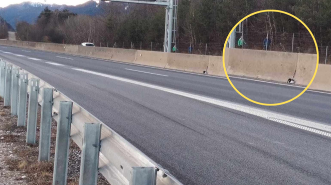 Na slovenski avtocesti je obtičal mucek. Kar je sledilo, vas bo raznežilo (foto: Facebook/Zavetišče Horjul)